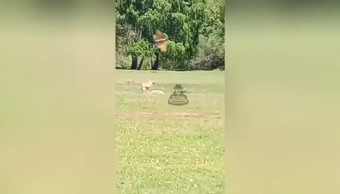 Нападение волчицы на овцу засняли в Республике Алтай. Видео