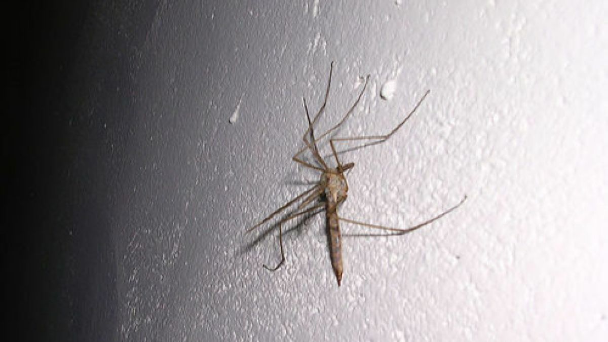 Смертельные лихорадки из-за комаров угрожают России 