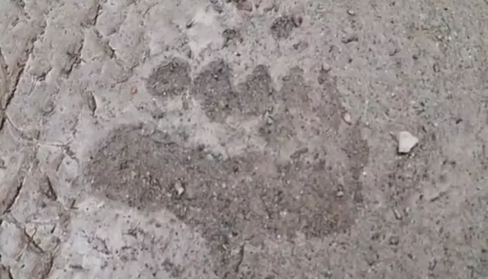 В Республике Алтай мужчина разделил тропинку для бега с медведями. Видео