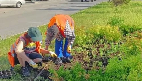 Барнаул расцветает: на городских клумбах продолжают высаживать однолетники
