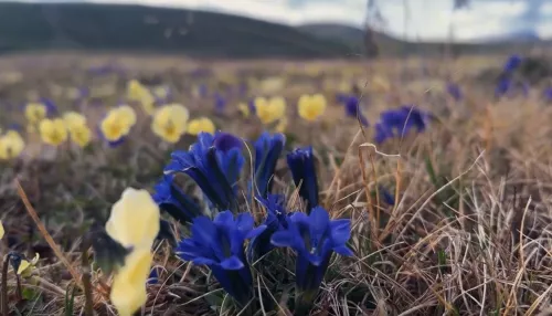 Утреннее пение хребта Сайлюгем запечатлели на видео