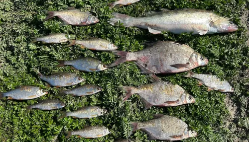 Щука на 7 кг, карпы, караси: как идет рыбалка на алтайских водоемах. Фото
