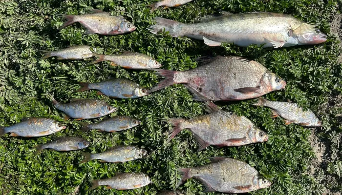 Щука на 7 кг, карпы, караси: как идет рыбалка на алтайских водоемах. Фото