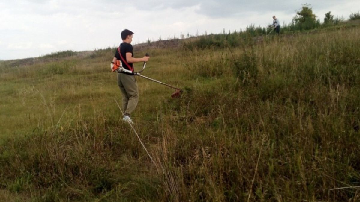 Две плантации конопли уничтожили в пригороде Барнаула