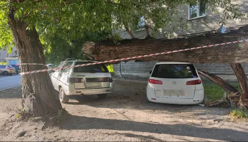 Дерево придавило два автомобиля в центре Барнаула. Фото