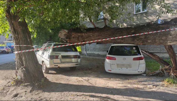 Дерево придавило два автомобиля в центре Барнаула. Фото