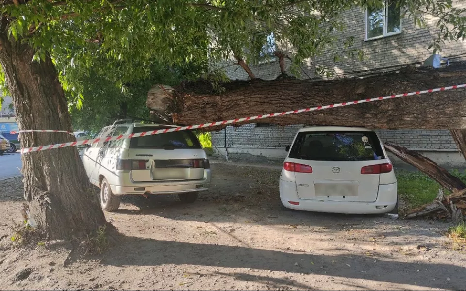 Дерево придавило два автомобиля в центре Барнаула. Фото