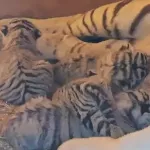 Четыре белых бенгальских тигренка родились в барнаульском зоопарке. Видео