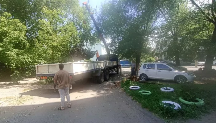 Дерево, придавившее машины в центре Барнаула, вывезли