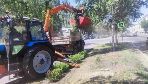 Аварийные березы убирают с главного проспекта Барнаула