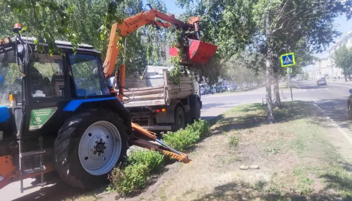 Аварийные березы убирают с главного проспекта Барнаула