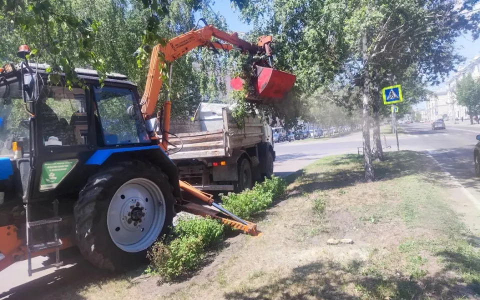 Аварийные березы убирают с главного проспекта Барнаула