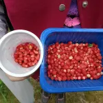 Людей нет, ягоды вагон: земляничные фотоотчеты жителей Алтайского края