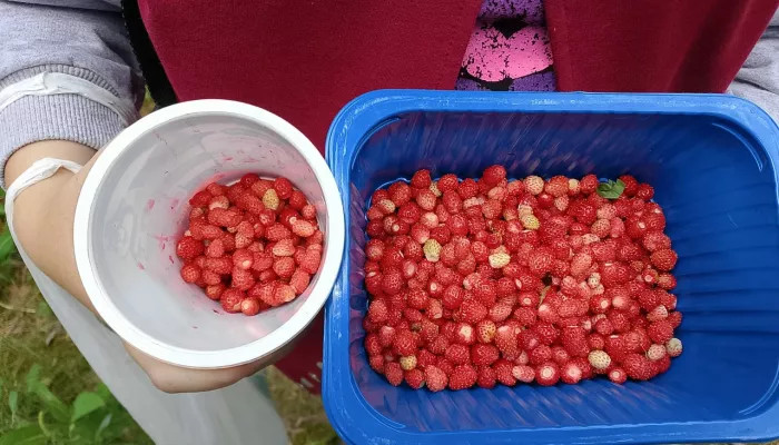 Людей нет, ягоды вагон: земляничные фотоотчеты жителей Алтайского края