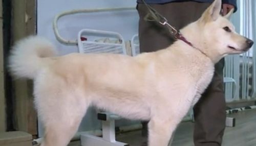 СМИ: российские ученые клонировали лайку