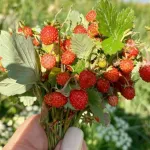 Вкусное лето: где можно собрать ягоду в Алтайском крае и сколько это стоит