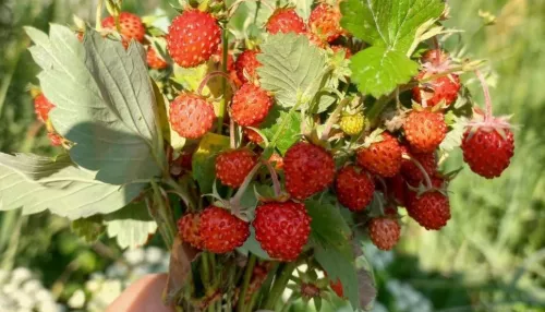 Вкусное лето: где можно собрать ягоду в Алтайском крае и сколько это стоит