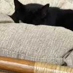 Маргарита Симоньян показала мистического кота, который за ней присматривает. Фото