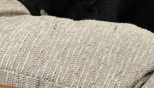 Маргарита Симоньян показала мистического кота, который за ней присматривает. Фото