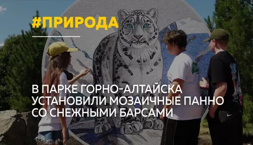 В Горно-Алтайске открыли арт-объекты с изображением снежных барсов