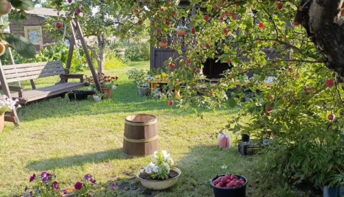 Клубника ведрами, баня и тишина: в пригороде Барнаула продают дачу за 888 тысяч