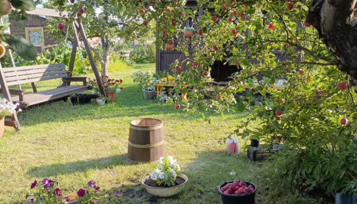 Клубника ведрами, баня и тишина: в пригороде Барнаула продают дачу за 888 тысяч
