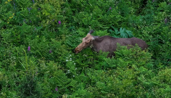 В Алтайском заповеднике показали лесного великана за ужином. Фото