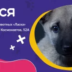 Проект Билет домой: история щенка по кличке Люся