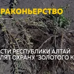 В Республике Алтай усилят борьбу с браконьерством краснокнижных растений