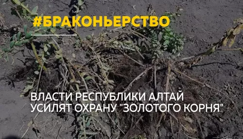 В Республике Алтай усилят борьбу с браконьерством краснокнижных растений