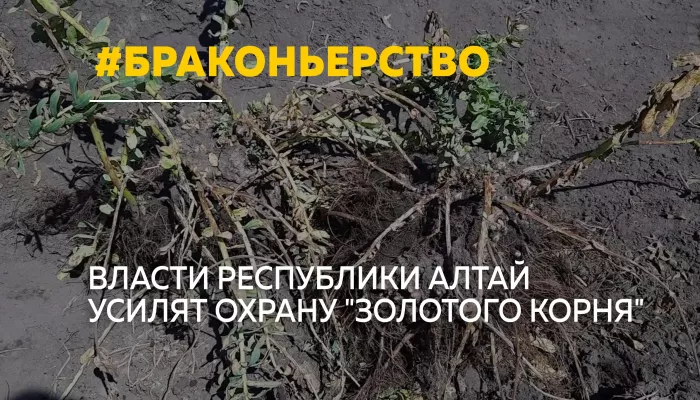 В Республике Алтай усилят борьбу с браконьерством краснокнижных растений