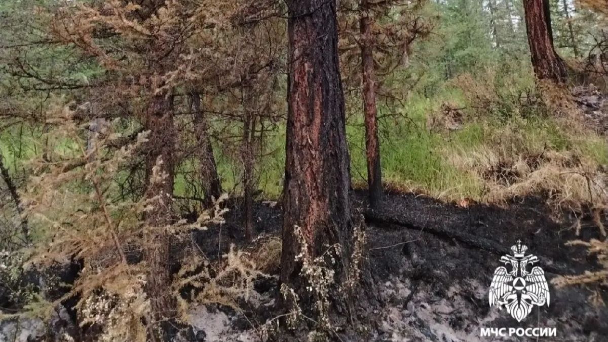 Лесной пожар в Республике Алтай
