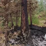 Два пожара локализовали в лесничествах Республики Алтай