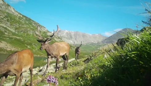 В Республике Алтай показали, как маралы идут на высокогорные пастбища. Фото