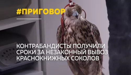 В Алтайском крае вынесли приговор контрабандистам краснокнижных соколов-балобанов
