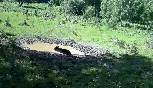 В Алтайском заповеднике показали, как медведь спасается от жары. Видео