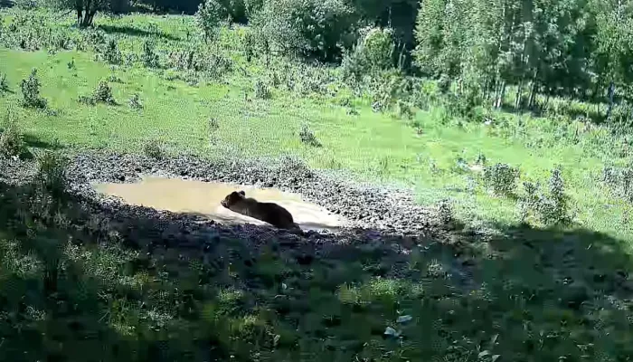 В Алтайском заповеднике показали, как медведь спасается от жары. Видео
