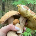 Выручила тайная полянка: грибники Алтайского края показали свои трофеи. Фото