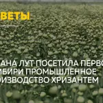 Министр сельского хозяйства России оценила первое в Сибири производство хризантем