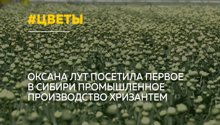Министр сельского хозяйства России оценила первое в Сибири производство хризантем