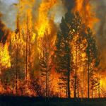 Россияне назвали коррупцию первой причиной лесных пожаров