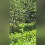 Жительница Алтая встретила медведя на тропе в Шерегеше. Видео