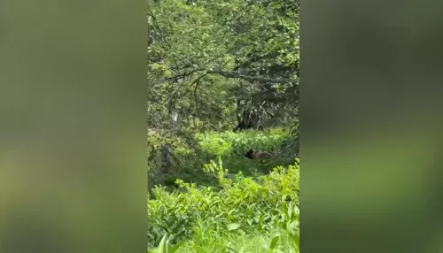 Жительница Алтая встретила медведя на тропе в Шерегеше. Видео