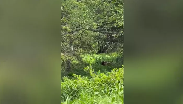 Жительница Алтая встретила медведя на тропе в Шерегеше. Видео