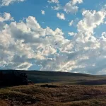В Сайлюгемском нацпарке показали первые полеты молодых соколов-балобанов