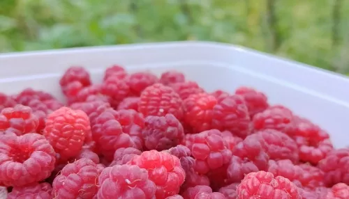 Малиновый рай: в пределах Барнаула собирают ягоду ведрами. Фото