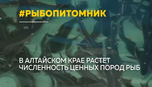 В Алтайском крае увеличивается популяция ценных видов рыб