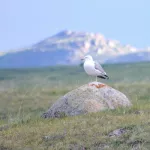 В Алтайском заповеднике поделились редкими кадрами высокогорной экспедиции. Фото
