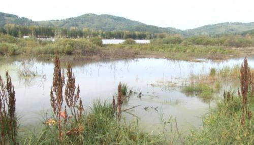 Флора и фауна озера Манжерок оказались на грани исчезновения из-за очистки