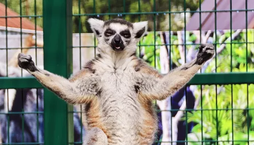 Тоша показал бицепсы: новый житель барнаульского зоопарка похвалился мышцами